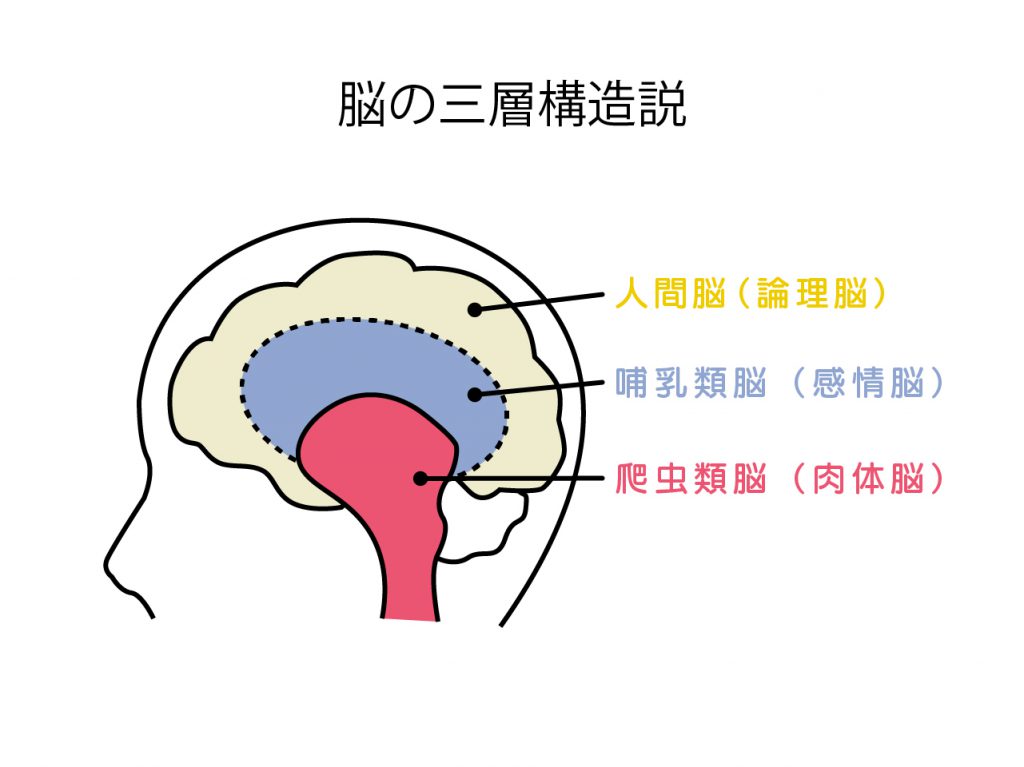 脳の三層構造説の図